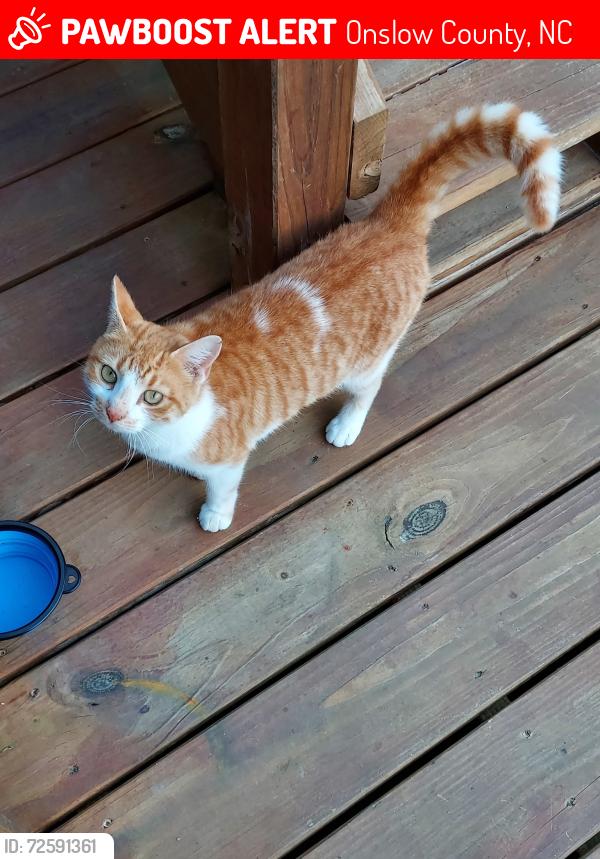 Lost Female Cat last seen Morton farms rd hubert , Onslow County, NC 28539