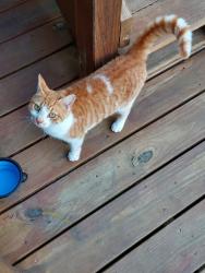 Lost Female Cat last seen Morton farms rd hubert , Onslow County, NC 28539