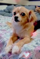 Lost Female Dog last seen Roscoe Blvd and Balboa blvd , Los Angeles, CA 91325