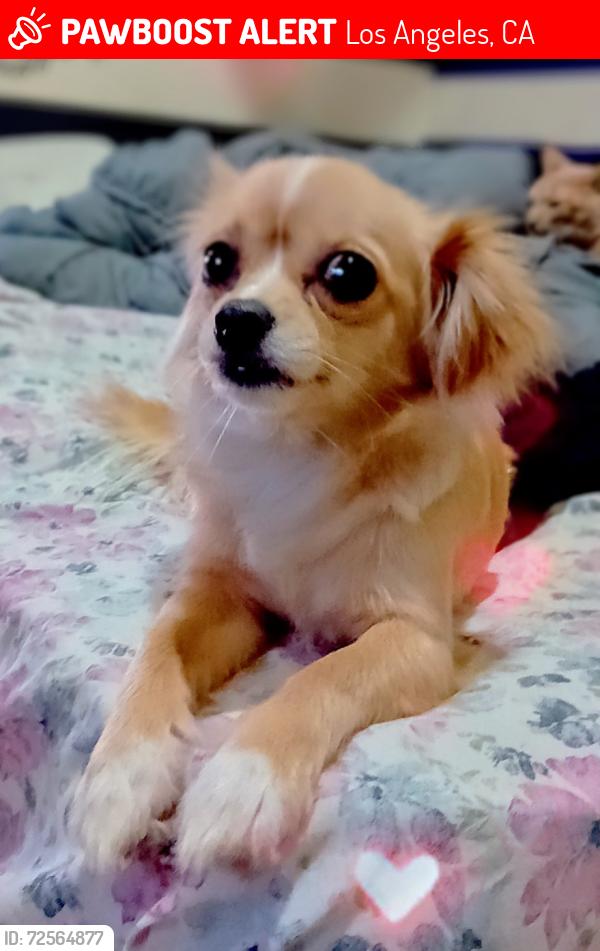 Lost Female Dog last seen Roscoe Blvd and Balboa blvd , Los Angeles, CA 91325