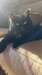 Lost Female Cat last seen Lake Pleasant Parkway and Rose Garden, Peoria, AZ 85383