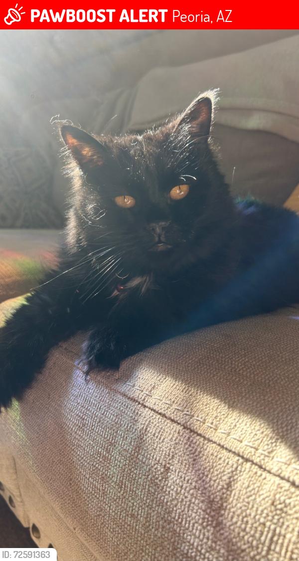 Lost Female Cat last seen Lake Pleasant Parkway and Rose Garden, Peoria, AZ 85383