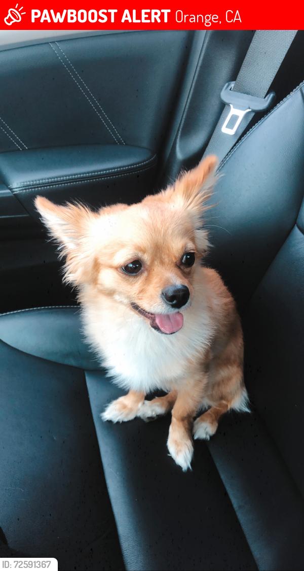 Lost Male Dog last seen Tiller Ave and Lewis , Orange, CA 92868