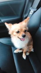 Lost Male Dog last seen Tiller Ave and Lewis , Orange, CA 92868