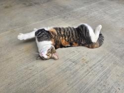 Found/Stray Female Cat last seen Near Beechcreek Church, Livingston, TX 77351