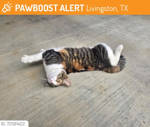 Found/Stray Female Cat last seen Near Beechcreek Church, Livingston, TX 77351