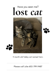Lost Male Cat last seen 10th St & Carefree, Phoenix, AZ 85020