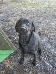 Found/Stray Female Dog last seen Strickland Town Road and Alvaton Rd, Luthersville, GA 30251
