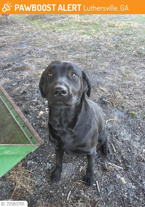 Found/Stray Female Dog last seen Strickland Town Road and Alvaton Rd, Luthersville, GA 30251