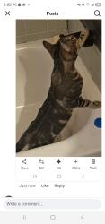 Lost Male Cat last seen Woodvale rd, Prattville, AL 36067