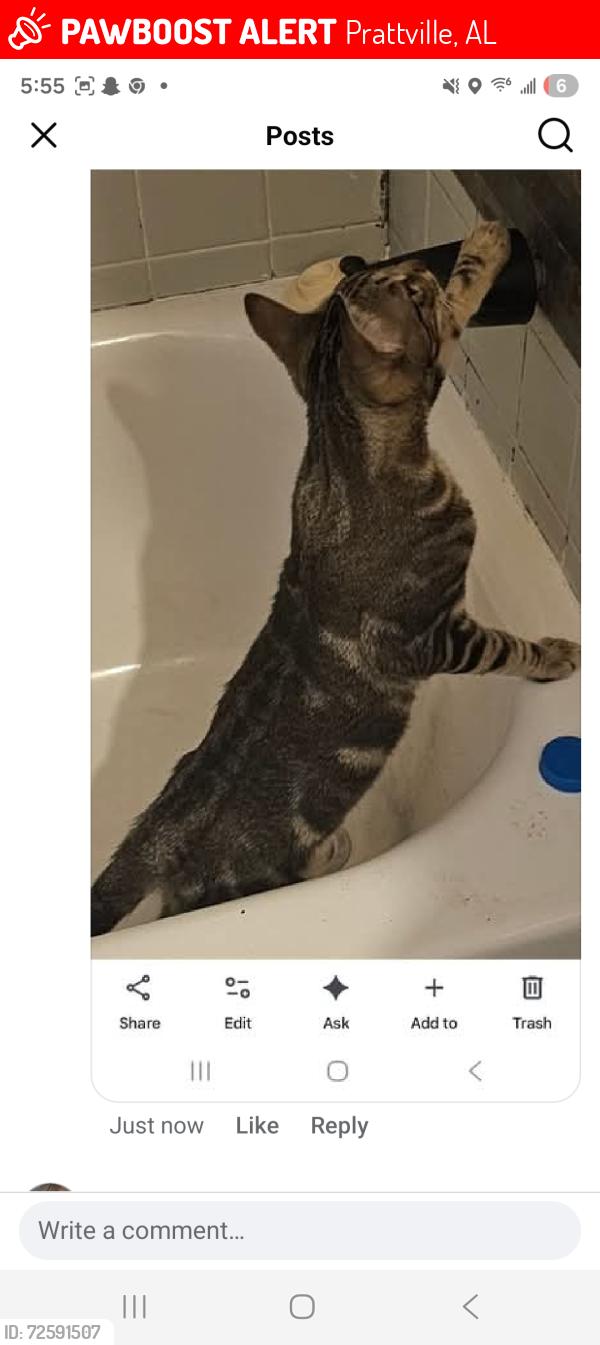 Lost Male Cat last seen Woodvale rd, Prattville, AL 36067