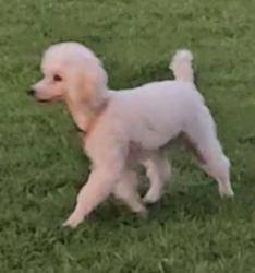 Lost Male Dog last seen Plaza towers Neighborhood , Moore, OK 73160