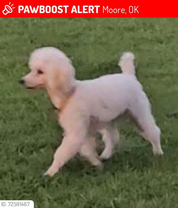 Lost Male Dog last seen Plaza towers Neighborhood , Moore, OK 73160