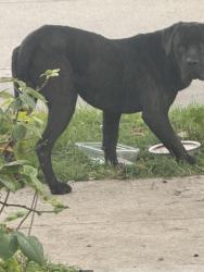 Found/Stray Male Dog last seen Near and Denver avenue , Los Angeles, CA 90044