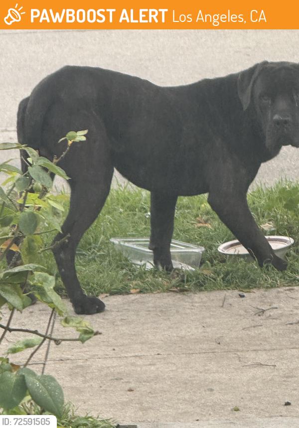 Found/Stray Male Dog last seen Near and Denver avenue , Los Angeles, CA 90044