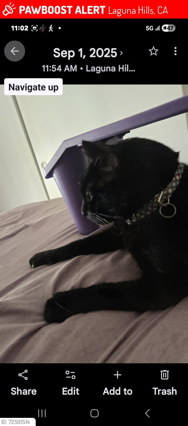 Lost Female Cat last seen Via Lomas and Alicia Parkway , Laguna Hills, CA 92653