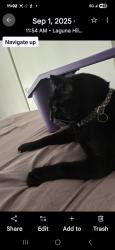 Lost Female Cat last seen Via Lomas and Alicia Parkway , Laguna Hills, CA 92653