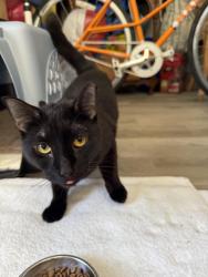 Found/Stray Female Cat last seen The Bonnet hse Gardens, Sunrise Blvd., Fort Lauderdale, Fort Lauderdale, FL 33304