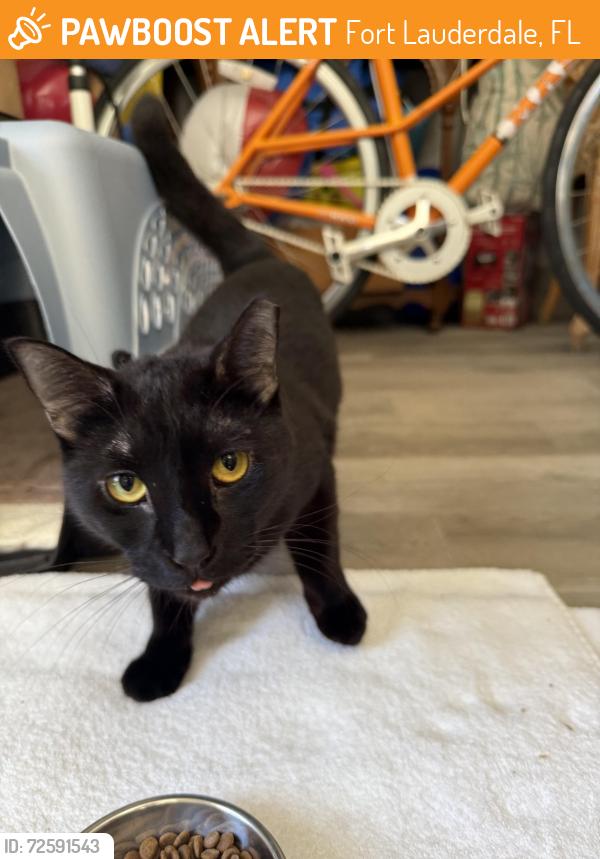 Found/Stray Female Cat last seen The Bonnet hse Gardens, Sunrise Blvd., Fort Lauderdale, Fort Lauderdale, FL 33304