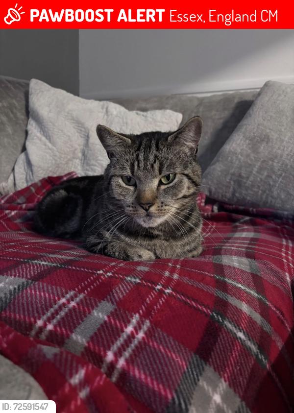 Lost Male Cat last seen Sonters down Rettendon chelmsford, Rettendon Common, England CM3