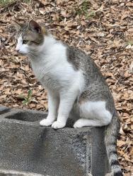 Found/Stray Unknown Cat last seen Paris View, Greenville, SC 29609