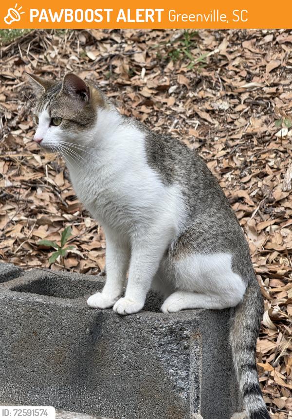 Found/Stray Unknown Cat last seen Paris View, Greenville, SC 29609