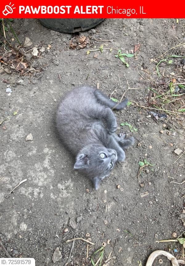 Lost Female Cat last seen W Eastwood Ave & N Mobile Ave, NW Portage Park, Chicago, IL 60630