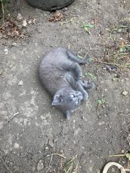 Lost Female Cat last seen W Eastwood Ave & N Mobile Ave, NW Portage Park, Chicago, IL 60630