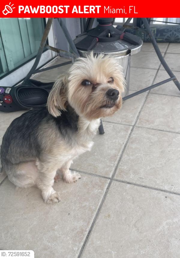Lost Male Dog last seen Near NW 16th Ave, Miami, FL 33147