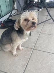 Lost Male Dog last seen Near NW 16th Ave, Miami, FL 33147