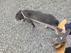 Found/Stray Female Dog last seen Blue Ridge Park, Houston, TX 77085