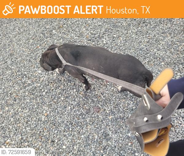 Found/Stray Female Dog last seen Blue Ridge Park, Houston, TX 77085