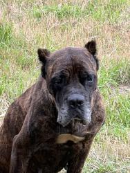 Found/Stray Female Dog last seen Cedar lane and 2920, Harris County, TX 77377