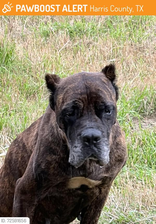 Found/Stray Female Dog last seen Cedar lane and 2920, Harris County, TX 77377