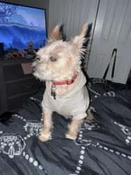 Lost Male Dog last seen Park , Fort Worth, TX 76105