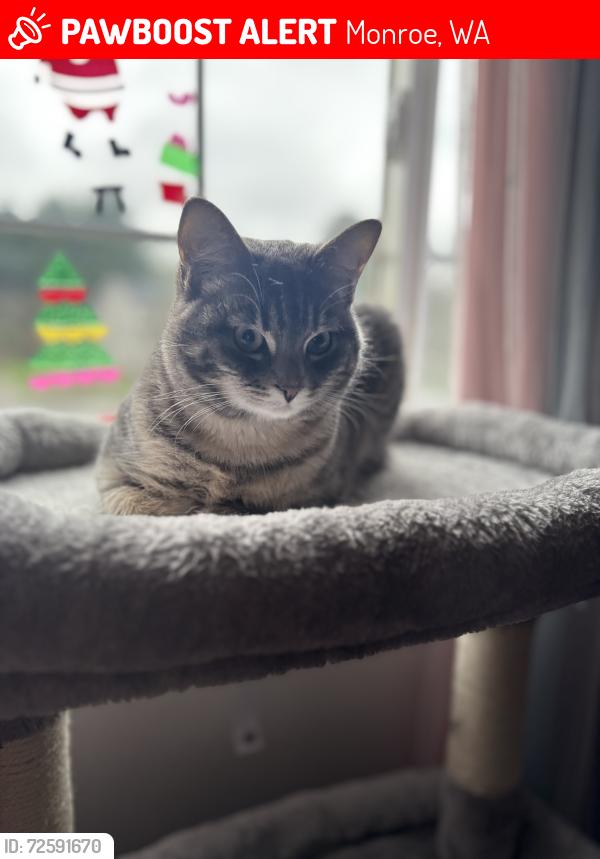 Lost Female Cat last seen Riley court , Monroe, WA 98272