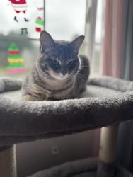 Lost Female Cat last seen Riley court , Monroe, WA 98272