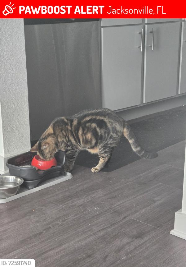 Lost Female Cat last seen Putnam rd, Jacksonville, FL 32207