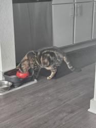 Lost Female Cat last seen Putnam rd, Jacksonville, FL 32207