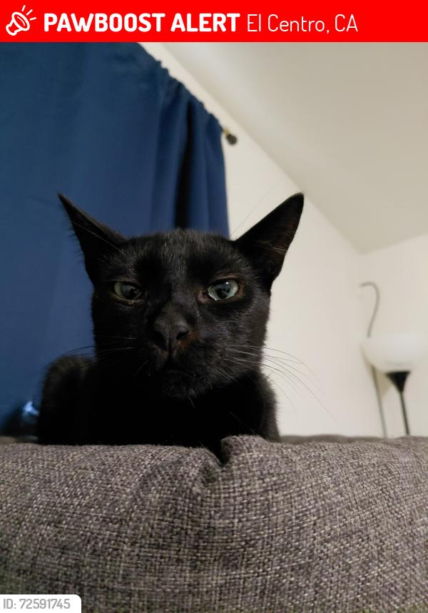 Lost Male Cat last seen Near W Holt , El Centro, CA 92243
