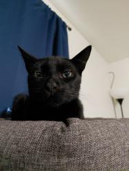 Lost Male Cat last seen Near W Holt , El Centro, CA 92243