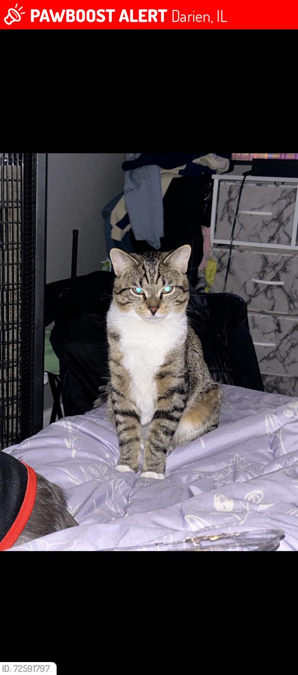 Lost Male Cat last seen Near knottingham cir, Darien, IL 60561