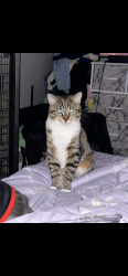 Lost Male Cat last seen Near knottingham cir, Darien, IL 60561