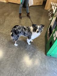 Lost Female Dog last seen Diana rd Cornersville Tn, Giles County, TN 37047