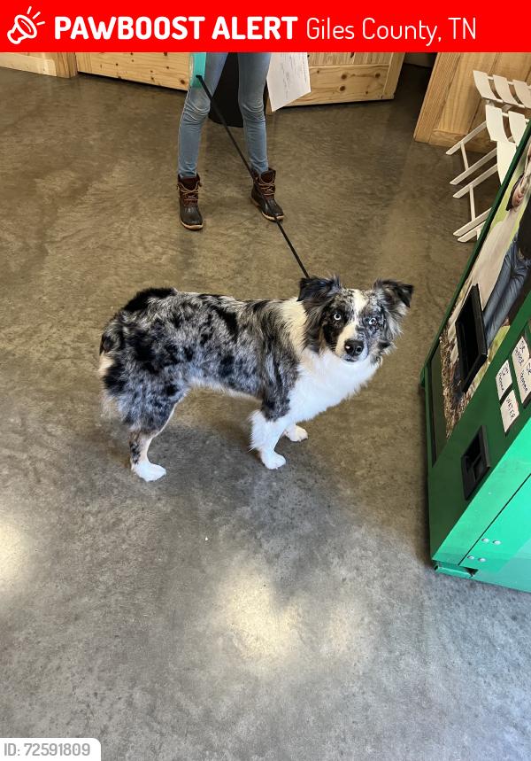 Lost Female Dog last seen Diana rd Cornersville Tn, Giles County, TN 37047