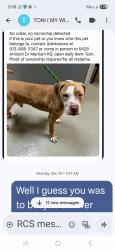 Lost Male Dog last seen Shawnee drive & 51st  Locust ave, Kansas City, KS 66106
