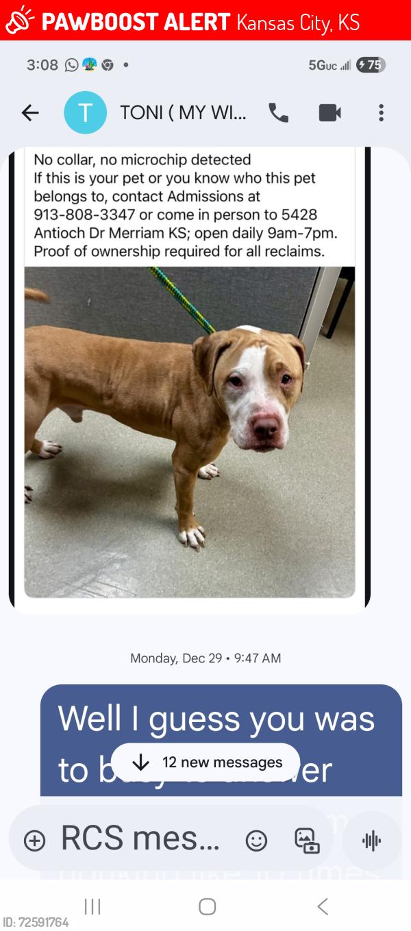 Lost Male Dog last seen Shawnee drive & 51st  Locust ave, Kansas City, KS 66106