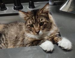 Lost Male Cat last seen Swofford Lane x Vista Ridge Port Orchard WA, Port Orchard, WA 98367