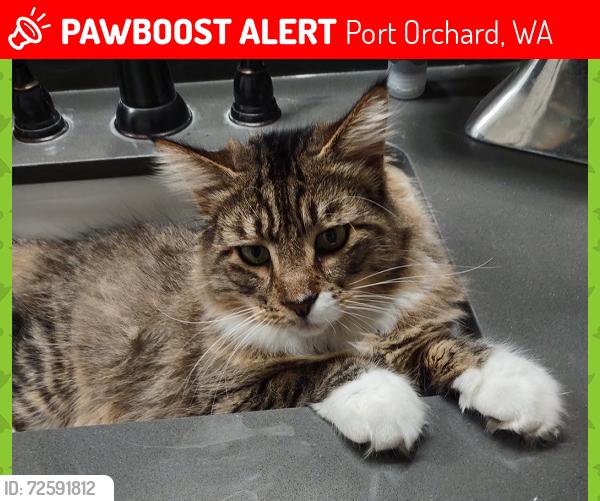 Lost Male Cat last seen Swofford Lane x Vista Ridge Port Orchard WA, Port Orchard, WA 98367