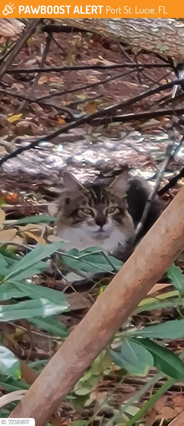 Found/Stray Unknown Cat last seen Green Walmart on pharmacy side at Port St. Lucie Blvd in Port Saint Lucie, Port St. Lucie, FL 34953